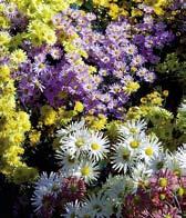 lencanthemum poloplné třapaté a velké květy, výška 85 cm. Vynikající k řezu.