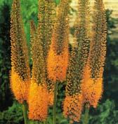 E0006 MONEYMAKER - chromově žluté květy mají světlejší přeliv a řeřichově červené tyčinky.
