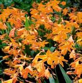 Rostliny nesou hustá květenství široce nálevkovitých žlutě oranžových květů s tmavě hnědými očky a pozadím.