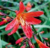 Květy jsou uspořádány v hustém, větveném klasu, mají nálevkovitý tvar a velmi sytý, tmavočervený odstín.