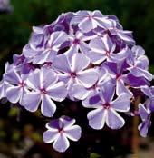 latinsky phlox paniculata s pestře vybarvenými květy stálých barev.