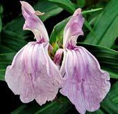 Y5617 purpurea PRAECOK velmi velké orchideově purpurovými květy jako orchideje,