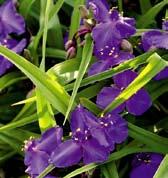 W2457 LEONORA - fialově modré květy, výška 70 cm. Kvete od června do konce října.