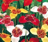 TUŽEBNÍKY Tužebníky, latinsky filipendula, jsou v létě kvetoucí, plně mrazuvzdorné trvalky.