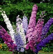 S5007 ostrožky MAGICKÉ FONTÁNY ve směsi delphinium cultorum MAGIC FOUNTAINS výška 80 cm. Kvetou červen až srpen. Vhodné i do nádob.