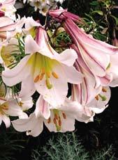 Na jaře v květnu chránit před přímrazky. TRUBKOVÉ HYBRIDY Květy jsou nasměrovány do stran a dolů.
