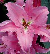 Jinak mohou být napadeny hnilobou. Velké listy orientálních lilií mohou být při deštivějším počasí napadeny šedou plísní a v období růstu mšicemi.