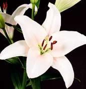 L4199 RICHMOND čistě bílé květy mají okrouhlý a plošší tvar, v hrdle jsou lehce nazelenalé.