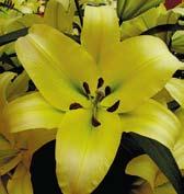 hybridy) bujně rostoucích a odolných aurelian hybridů, které mají v krvi botanickou Henryho lilii.