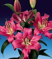 L6044 AVOCADO - květy jsou miskovité, mangově oranžové. Výška 120 cm, tmavé olistění a lodyhy. Krásná lilie.