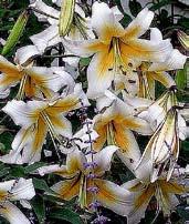 L6302 MISS PECULIAR velké polotrubkovité květy jsou 27 cm široké, bílé s velmi kontrastními oranžově žlutými středy, okraje petýlů jsou narůžovělé a jemně zřasené.