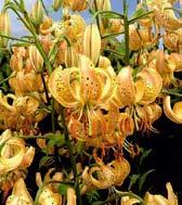 L9267 TERRACE CITY skvělá soukvětí s až 20 turbánky, které mají 7 cm v průměru s perfektní formou i substancí v krásném míchaném, zlatě růžovém