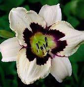 Světle levandulové, 16,5 cm velké květy s větší fialovou zónou, velké zeleně žluté hrdlo.