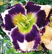 Sytě královsky purpurové, 12 cm velké květy mají zlatožluté okraje a žlutě zelené hrdlo. Výška 70 cm. HM 2006. Krásná sorta.