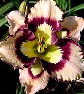 Orchideově fialové, 15 cm velké květy s neónově fialovým halo s bílými šípy, hrdlo je vitriolově zelené, okraje jsou lemovány jemnými
