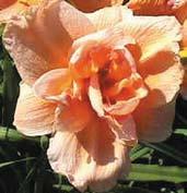Krémově žlutý self se silně zřasenými petály výborné substance. Květy jsou 14 cm velké, pravidelně plné a silně voní.
