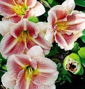 Šeříkově lilavé květy jsou 10 cm velké, jemně purpurový prstenec a kontrastní zelenožluté hrdlo. Velmi raná, výška 70 cm.