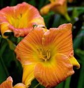 Dvou tónově oranžově vybarvené, kalichovité 7,5 cm velké květy mají hrubou texturu a tlumeně žluté hrdlo. Výška 40 cm.
