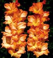 Velké, jemně zřasené květy jsou sytě levandulově růžové s velikými bíle krémovými oky se znaky.