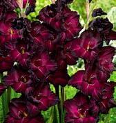 G1147 ČERNÝ KÁMEN (Kovařík 93,458,EM). Sametově černě červené květy jsou silně zřasené, komplexně nejlepší v barvě.