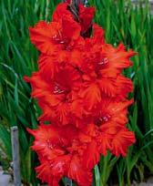 Květy jsou světlounce červené a jsou doslova posety výrazně červeným žíháním, což dodává květům velmi exotický ráz.