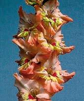Jemně nařasené a voskovité květy jsou pevně uchyceny na dlouhém dvouřadém klasu s 23-25 poupaty.