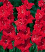 1 kus 15 Kč, 5/70 Kč, 10/130 Kč. G1570 ZIZANE (Everglad 06,455,M). Sytě červené květy jsou bíle stříkány a pocákány.