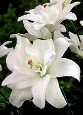 L2305 ANNEMARIES DREAM krémově bílé květy, poloplné, lehce tečkované. Okraje květů mají tmavší ořízku. Novinka.
