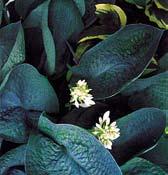ZÁKLADNÍ SORTIMENT OSVĚDČENÝCH ODRŮD B0004 ABIQUA DRINKING GOURD - vynikající hybrid se silnou texturou tmavě modrozelených, krabatých listů 30x28 cm. Výška až 60 cm. Kvete bíle.