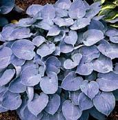 Má srdčité, šedomodré listy 20x14 cm, jež se na plném slunci zbarvují špenátově zeleně. Velké hrozny fialových kvítků.