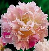 P1057 CATHARINA FONTIJN hustě plné květy pastelově růžové, výrazně proložené žlutými tyčinkami. Petály jsou zvlněné a třepenité.
