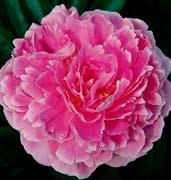 P1123 ALBERT CROUSE nádherně tónované a perfektně plné květy lotosovitého ploššího tvaru jsou čistě karafiátově růžové, ve středech