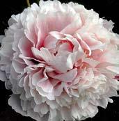 P1117 ALICE HARDING - velké, sladce voňavé květy jsou pastelově růžové s masově růžovým nádechem.
