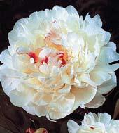 P1120 FESTIVITY - sytě růžové květy s velice atraktivními stříbrnými, jemně zřasenými okraji okvětních