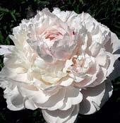 P1129 PEACHES AND CREAM nádherně plné květy jsou vně jemňounce broskvově růžové, vnitřní petály jsou šlehačkově krémové opravdu připomíná broskvový pohár se