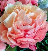 P1137 NICK SHAYLOR - vytváří vynikající světle slonovinově růžové, velmi plné květy s lehkým ruměncem a červeným stříkáním.