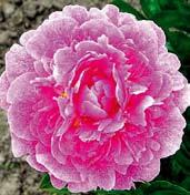 P1149 SWEET HARMONY - má robustní stonky, které drží krásné růžové květy.