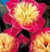 P2133 BOUQUET PERFECT sytě neónově růžové květy jsou uniformního vybarvení, mají výbornou substanci a jemně nedráždivě voní.