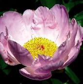 HEMERIK zvláštní odstín rtěnkově růžových petálů, hustý střed je tvořen šafránově zlatými petaloidy.