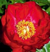 P2170 RUBINSCHALE - zdravý, dobře rostoucí kultivar s robustními stonky, které nesou temně rubínově červené květy