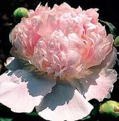 P3159 FLORENCE NICHOLLS velké, nádherně růžově nadechnuté květy jsou velmi plné, později při okrajích vybělávají a vytváří tak