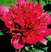 P3024 MONSIEUR JULES ELIE velmi plné a těžké květy jsou sytě růžové, jemně voní. Výška až 90 cm.