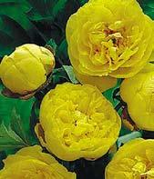 P5042 YELLOW CROWN - mezidruhový hybrid mezi dřevitou pivoňkou paeonia suffruticosa a pivoňky bělokvěté paeonia lactiflora.