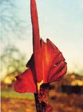 Pocházejí z Jižní Ameriky a odtud pochází poměrně rozšířený název lilie Inků.