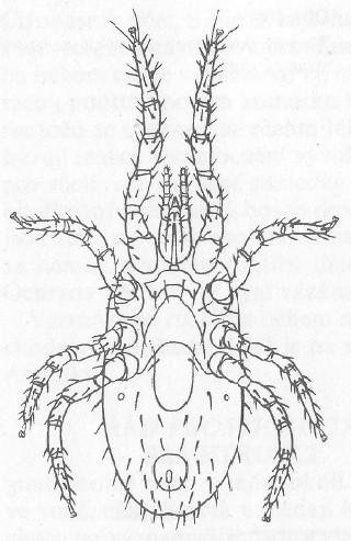 Obr. 6 Dermanyssus gallinae, samička z břišní strany (Smart, 1948) Z čeledi Varroidae je nejvýznamnější zástupcem Varroa destruktor (kleštík včelí) je původcem nebezpečného onemocnění včel zvaného