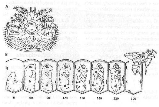 Obr. 7 Acarina, Mesostigmata, Varroa destruktor.