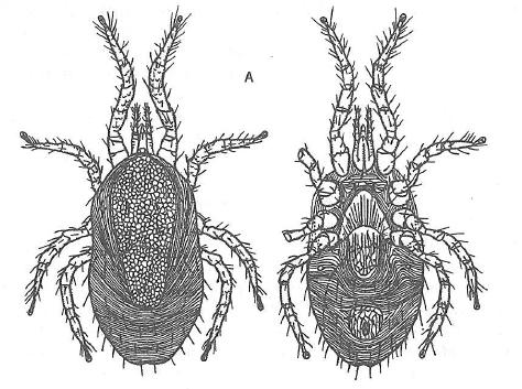 Obr. 8 Acarina. Mesostigmata, Dermanyssus gallinae (čmelík kuří) dospělá samice, dorsální a ventrální pohled. (Dle Rosický, 1979, upraveno; B dle Hirst, 1922, upraveno). 3.