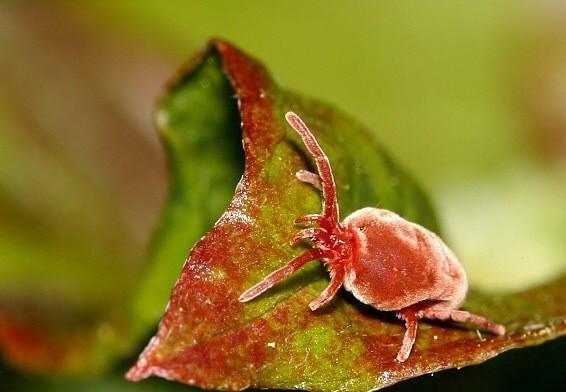 Obr. 17 Sametka rudá (Trombidium holosericeum) [15] Sviluška chmelová (Tetranychus urticae) je hojně rozšířený cizopasník