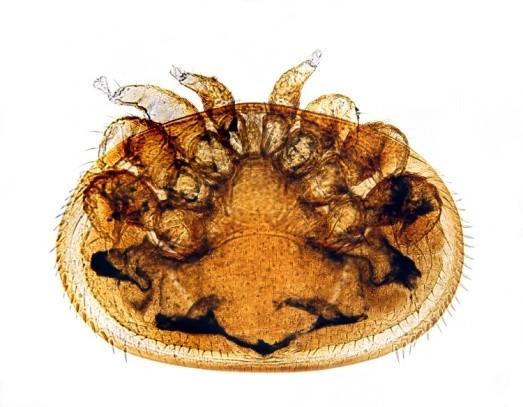 destruktor) je nebezpečný cizopasník včel zavlečený do Evropy v 70.
