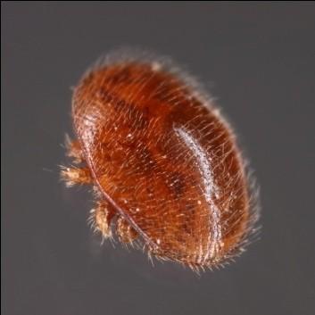 Jeho vývoj většinou probíhá na larvách trubců, oplozená samička cizopasí na